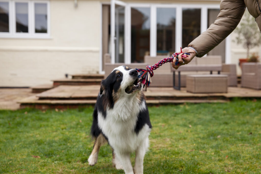  Dog Obedience Training