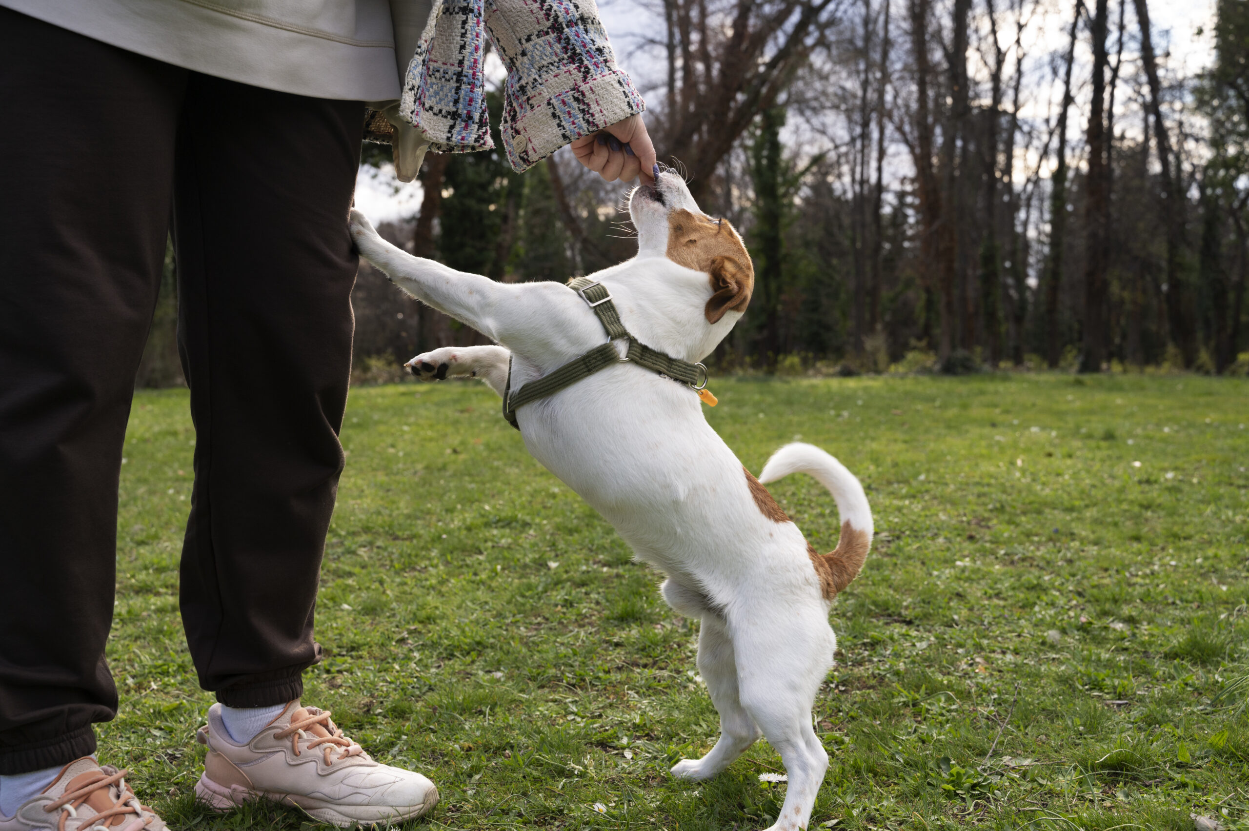 Dog Obedience Training