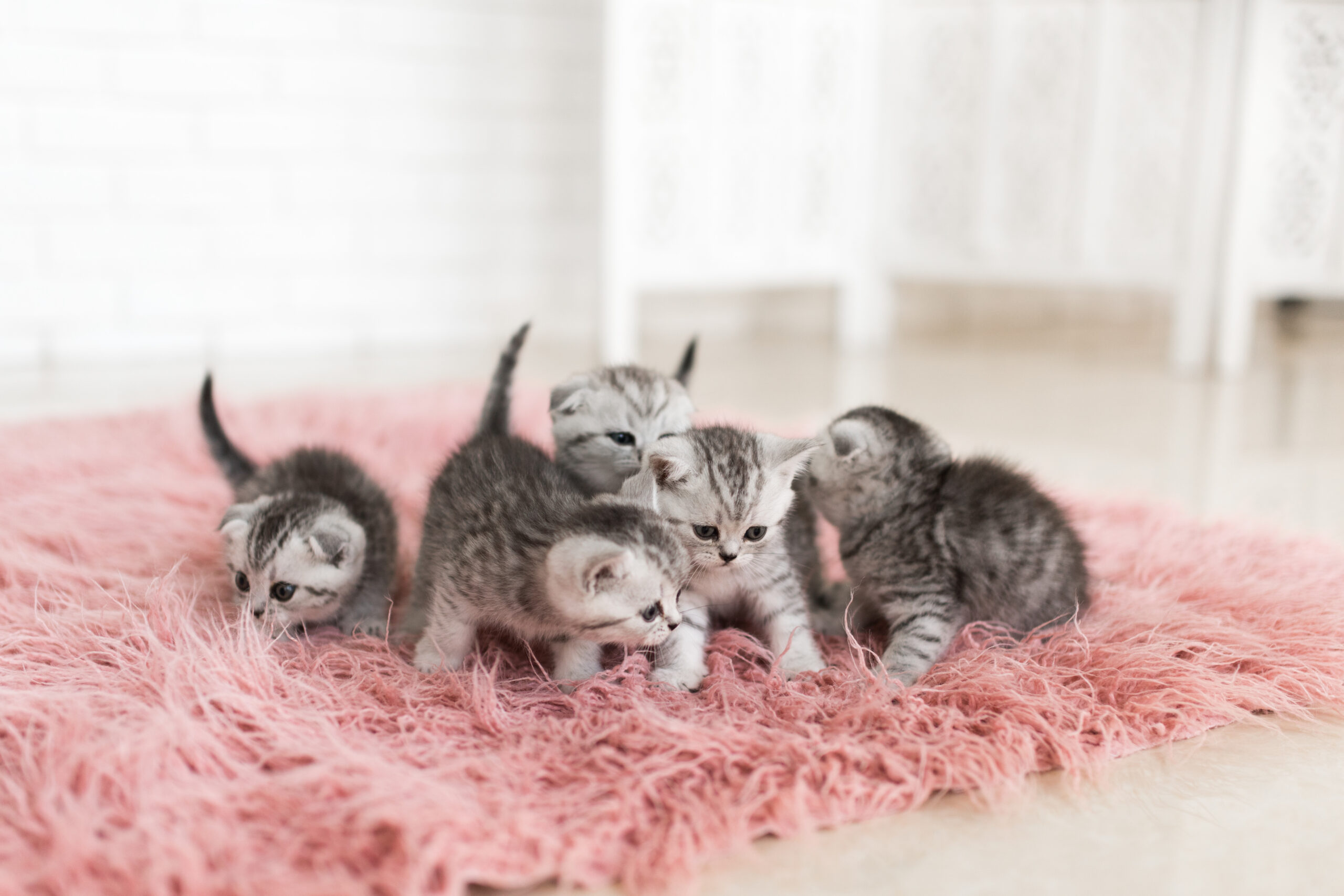 newborn kittens