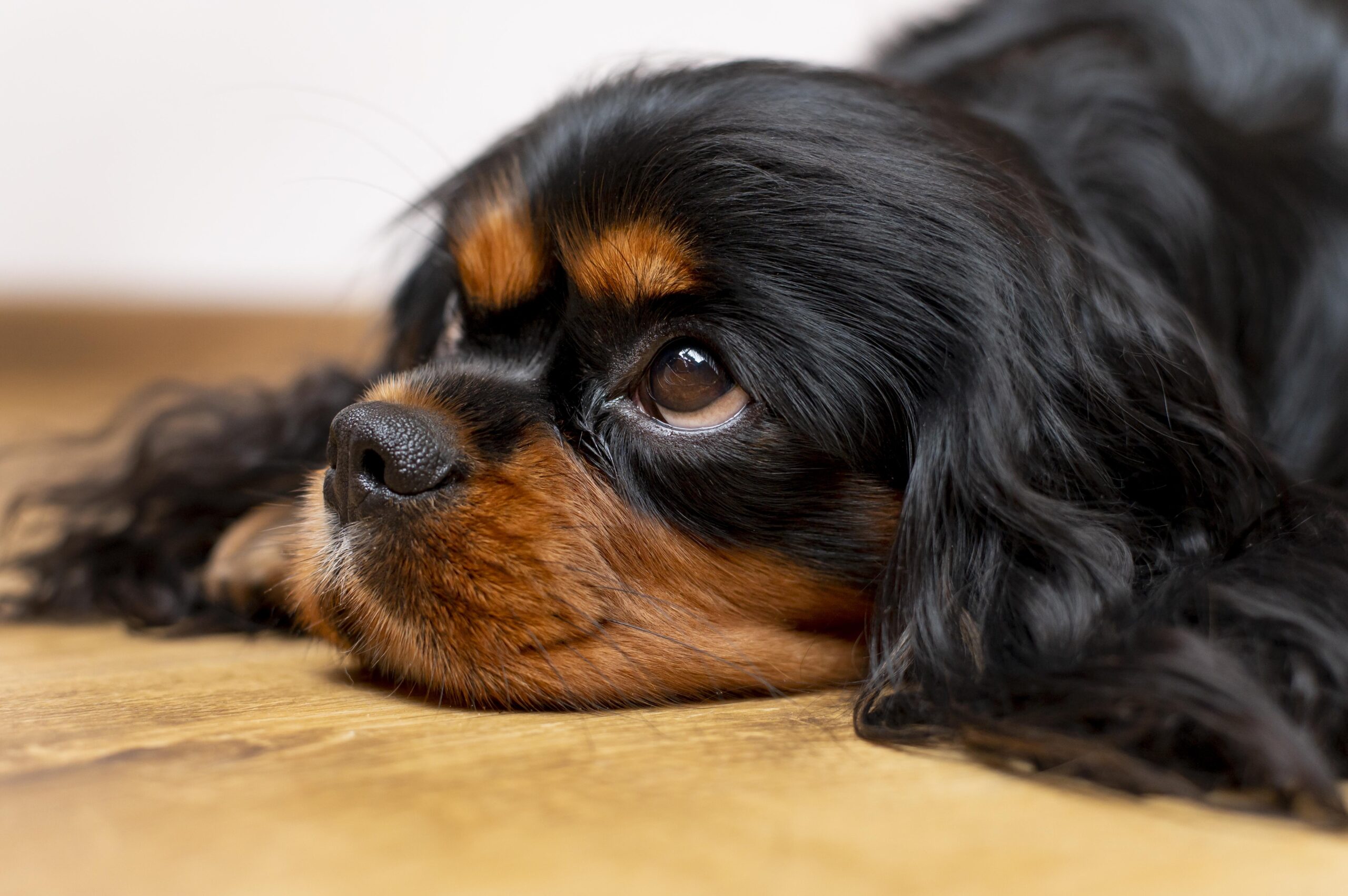 Understanding Pemphigus in Dogs