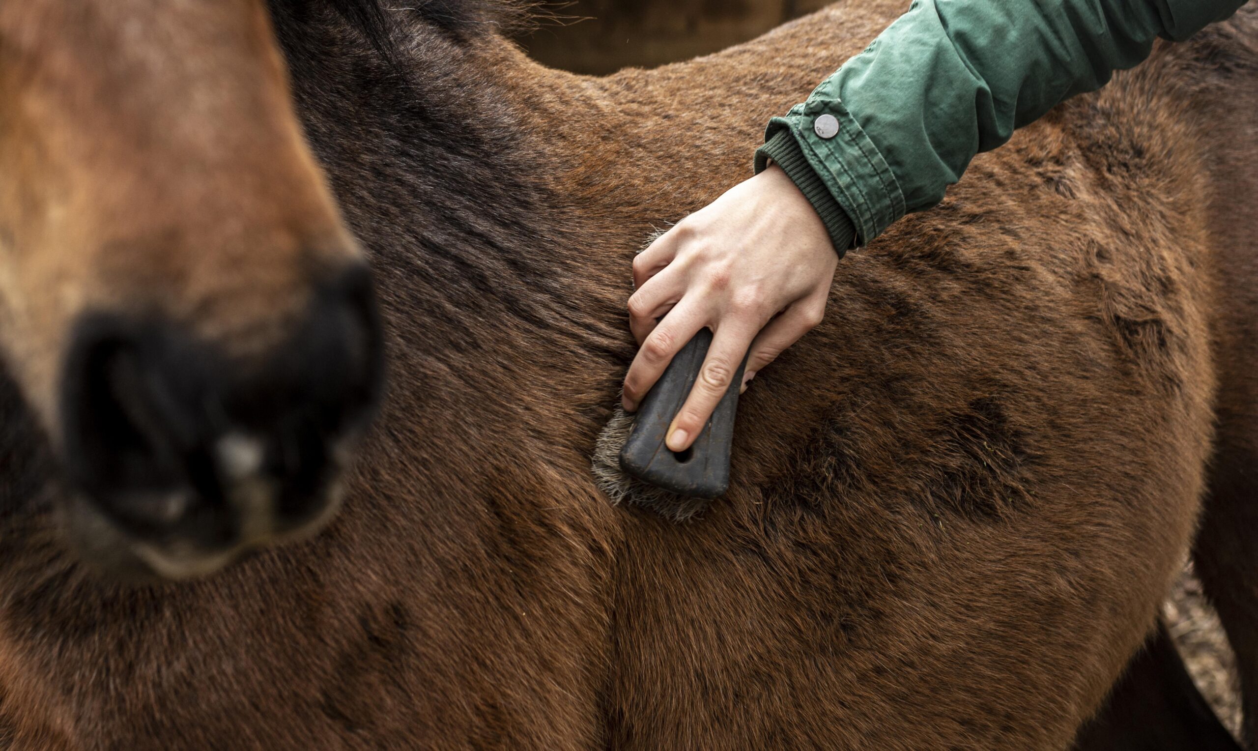 Cushing's Disease in Horses