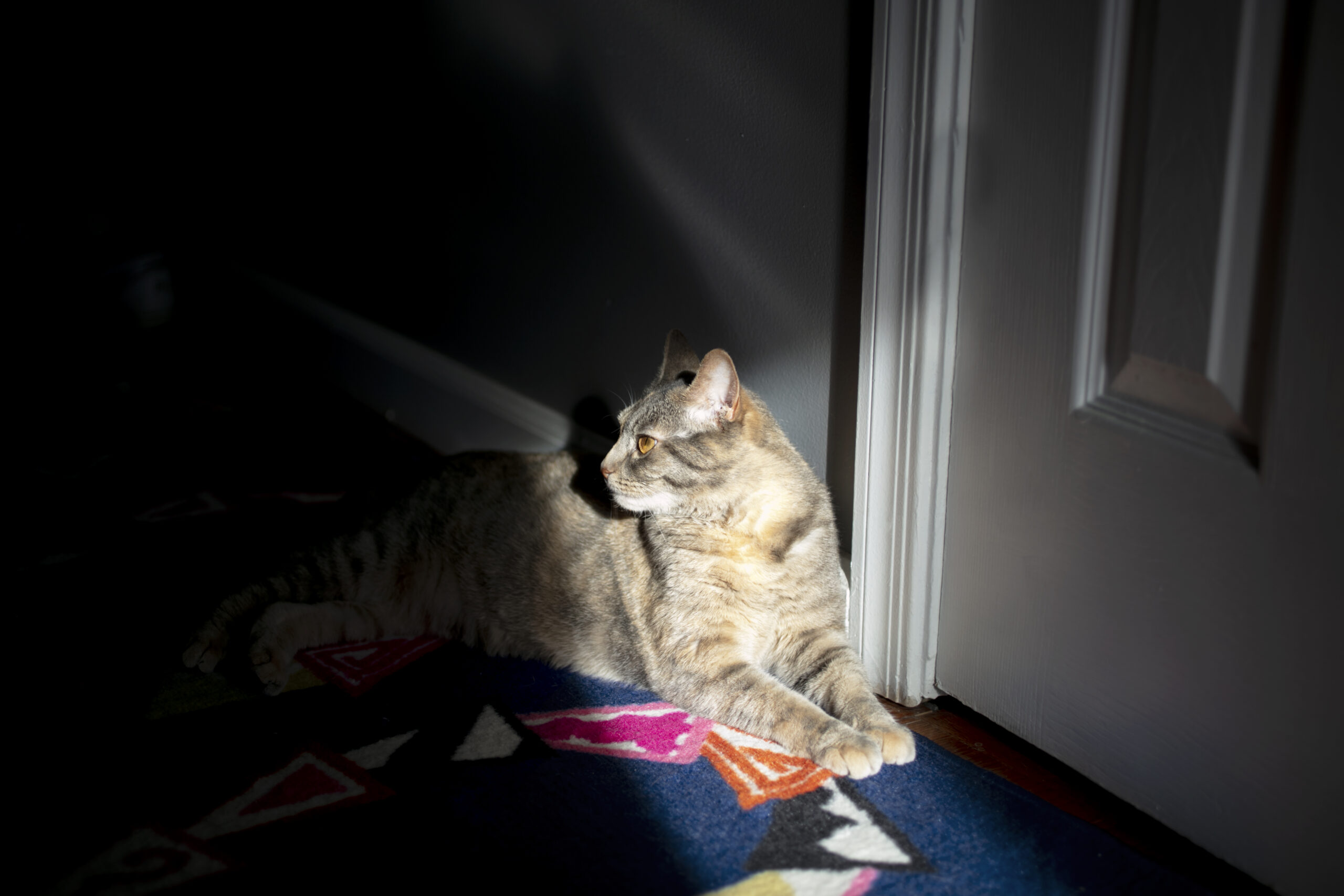 Do Cats Get Lonely? 7 Tips for a Happy Home-Alone Kitty