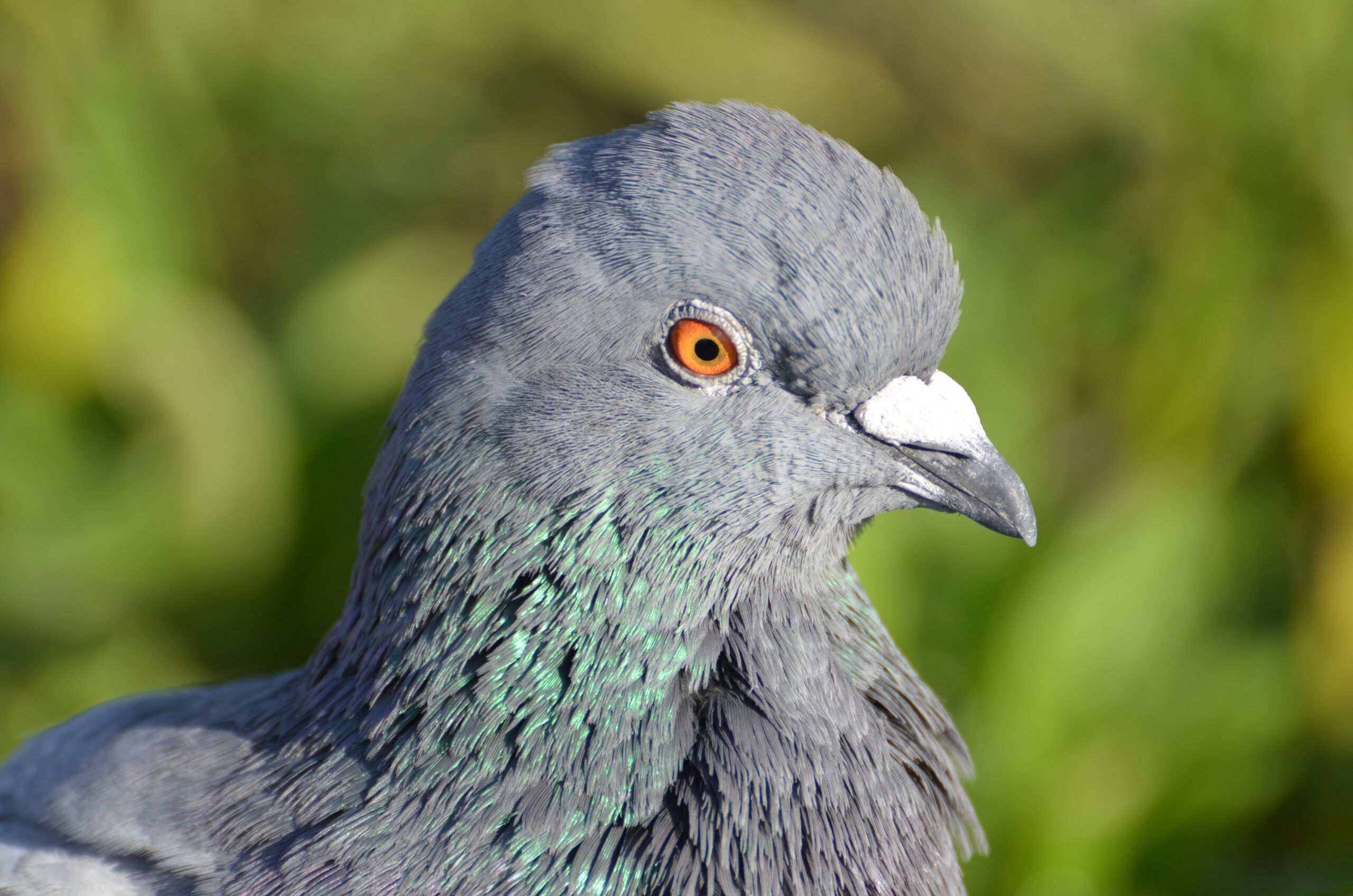 Conjunctivitis in Birds