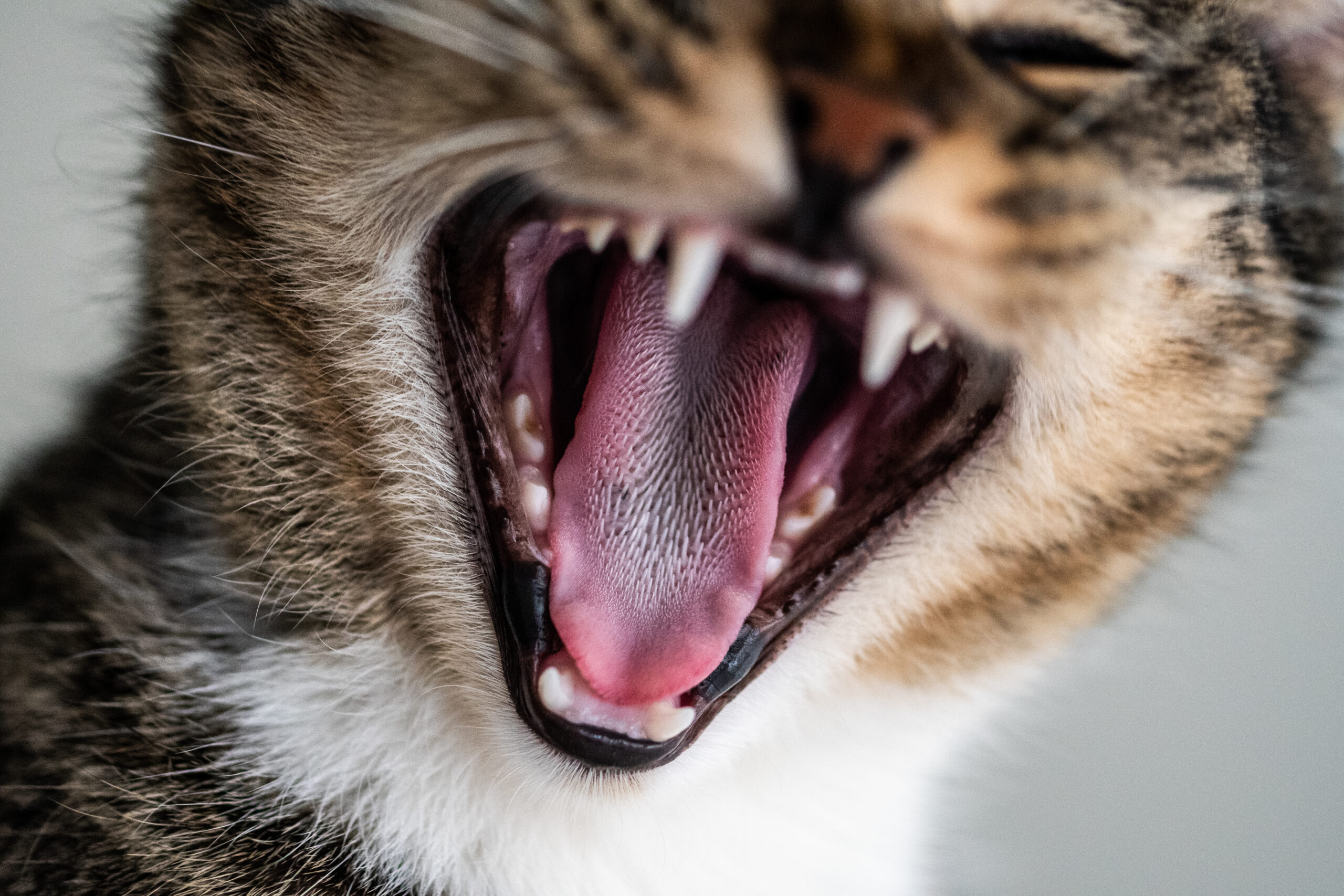 Cat Teeth 101: A Comprehensive Overview for Cat Lover