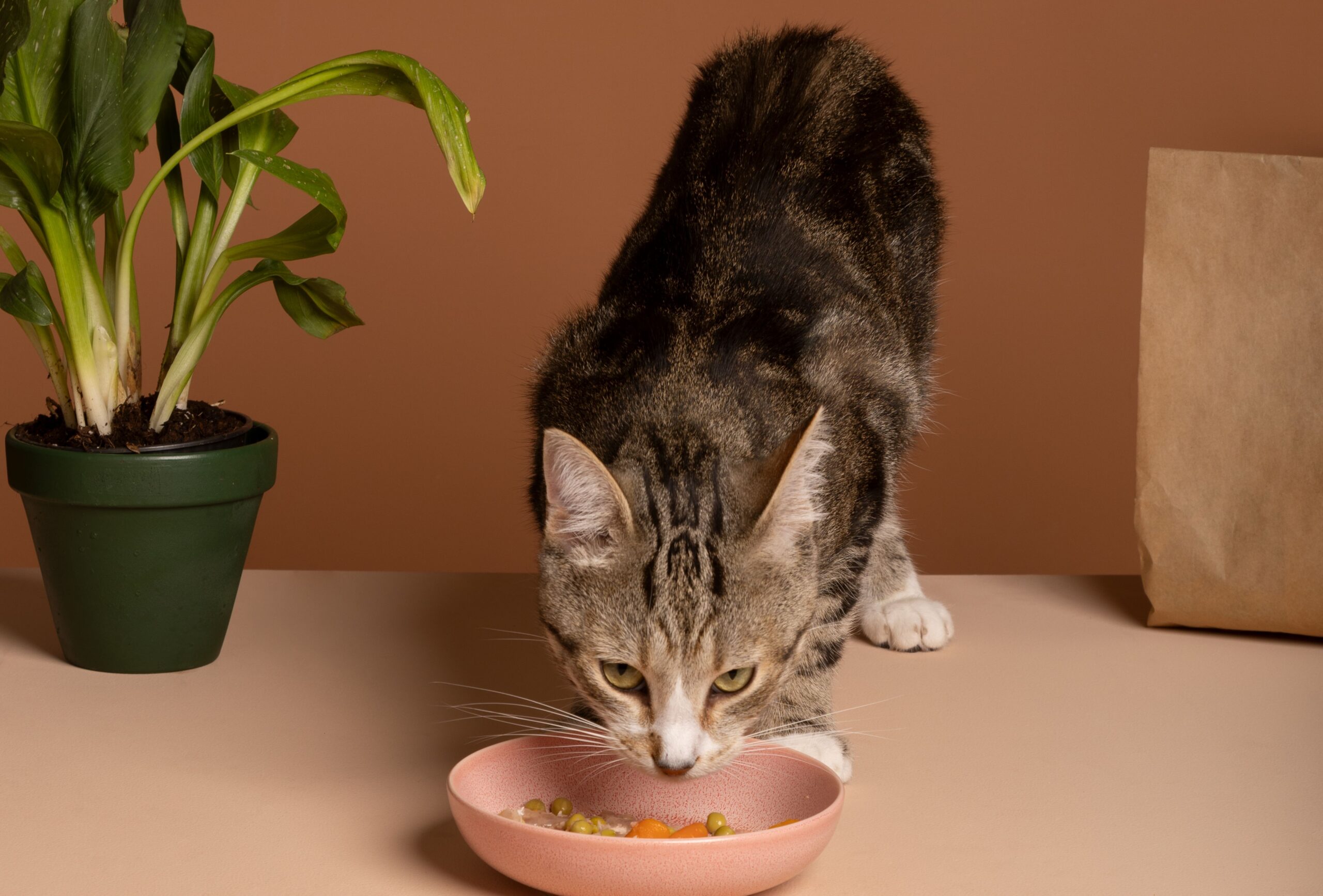 Cat Nutrition