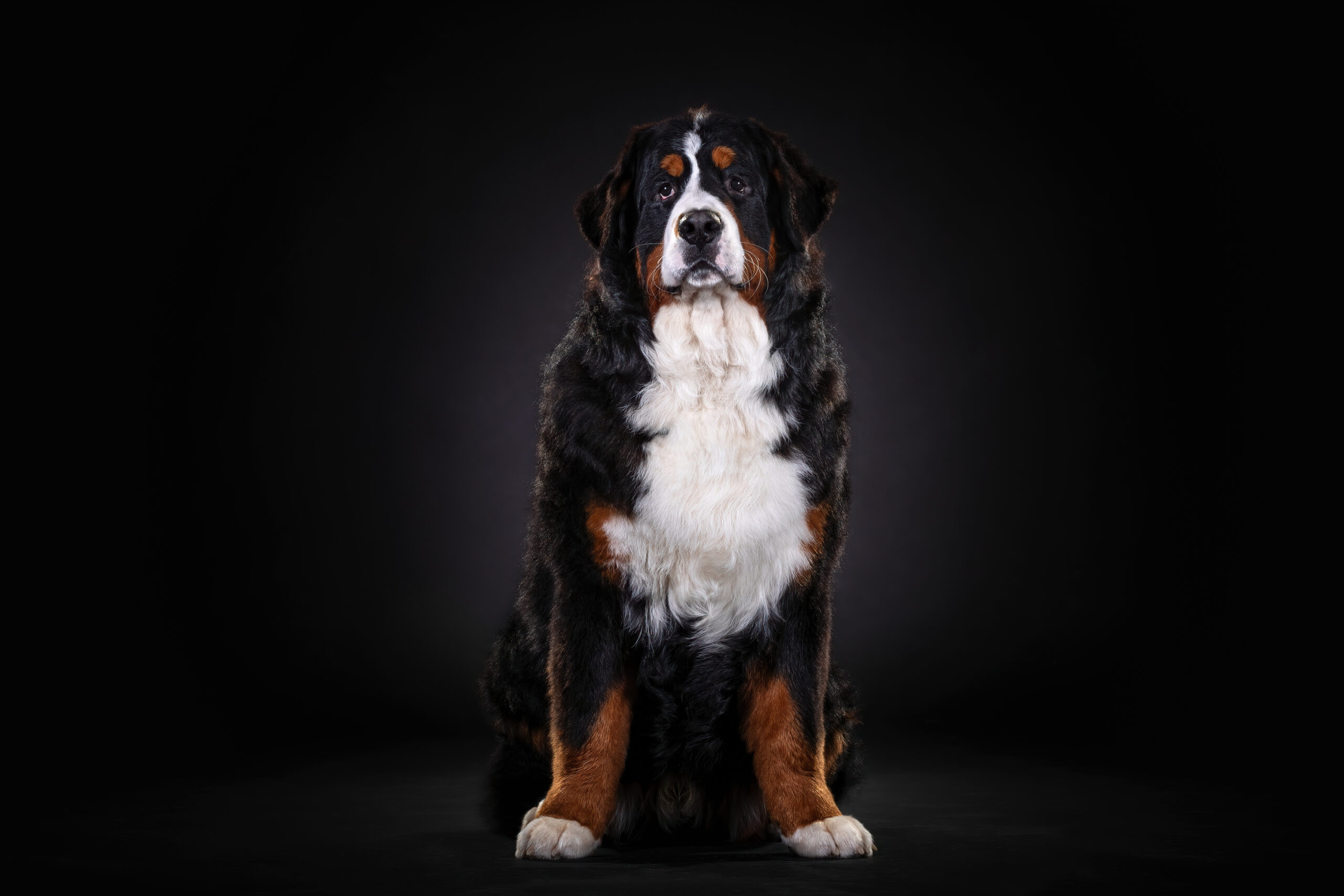 5 Fascinating Facts About Bernese Mountain Dog