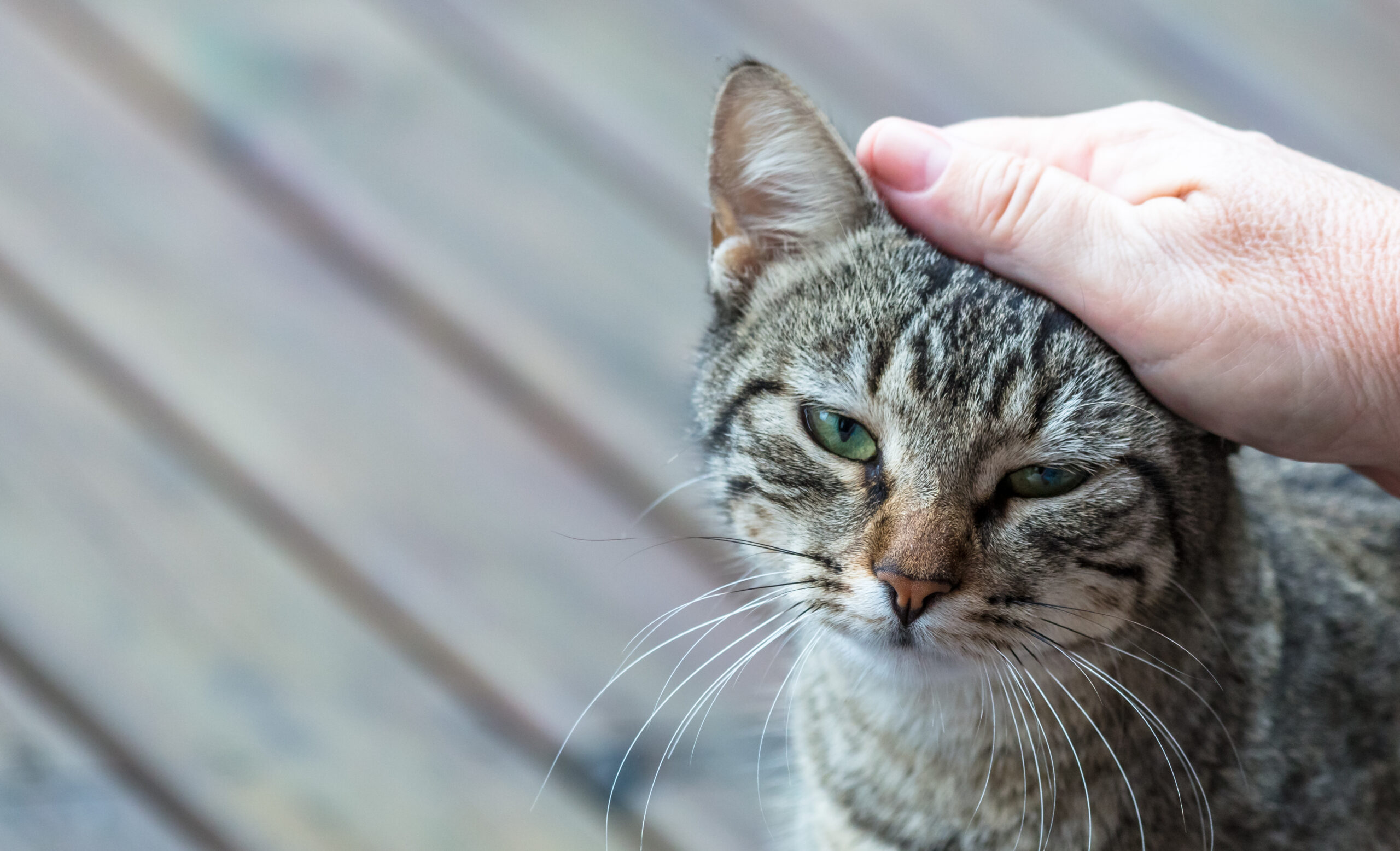 Heartworm Disease in Cats