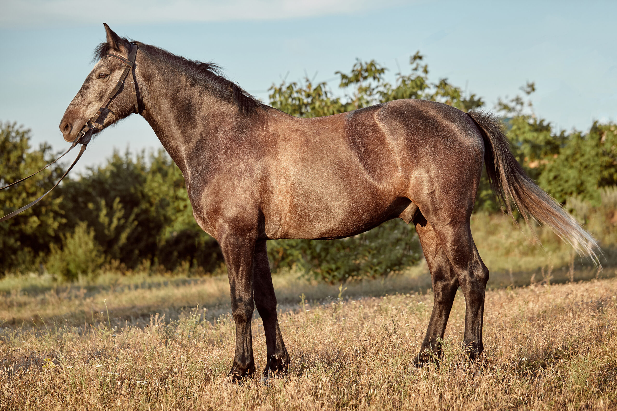 American Quarter Horse